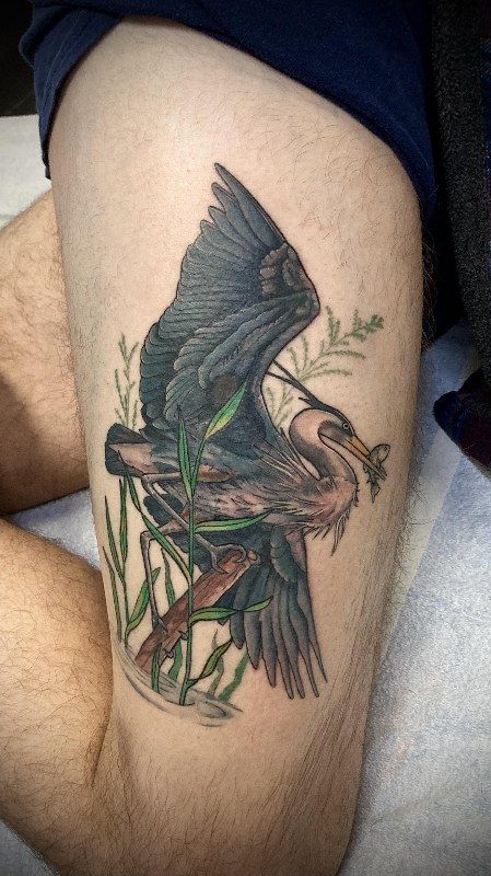 Color heron among reeds on a thigh